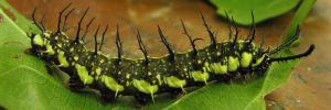 Larvae